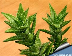 آلوئه جوونا